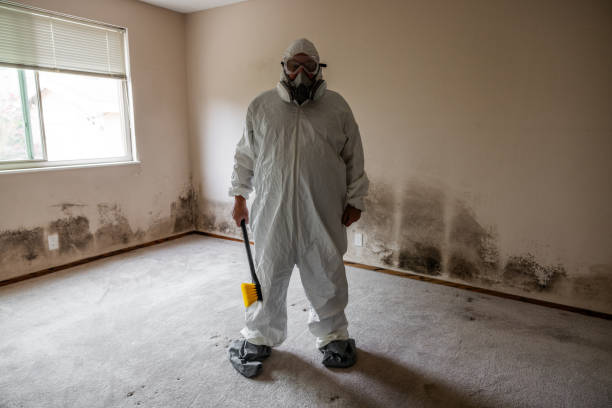 Best DIY Mold Remediation Support Services in Milford, DE