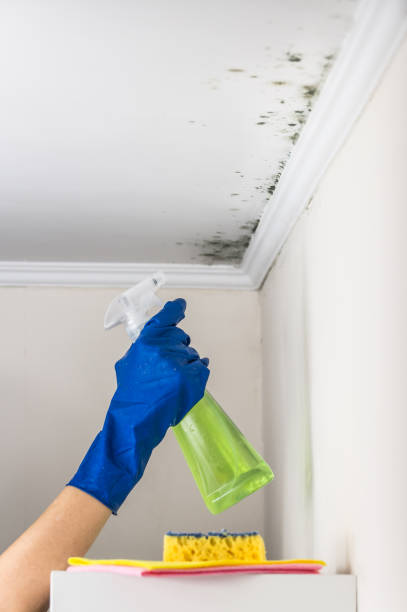 Best DIY Mold Remediation Support Services in Milford, DE