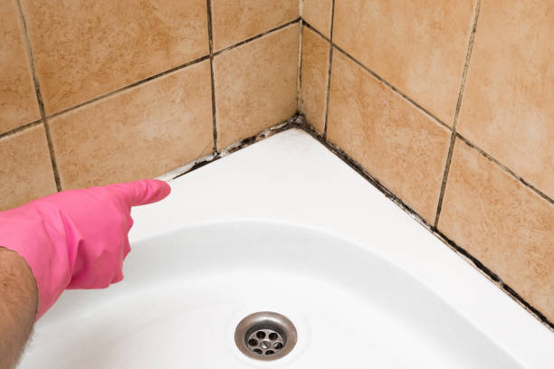 Trusted Milford, DE Mold Remediation Experts
